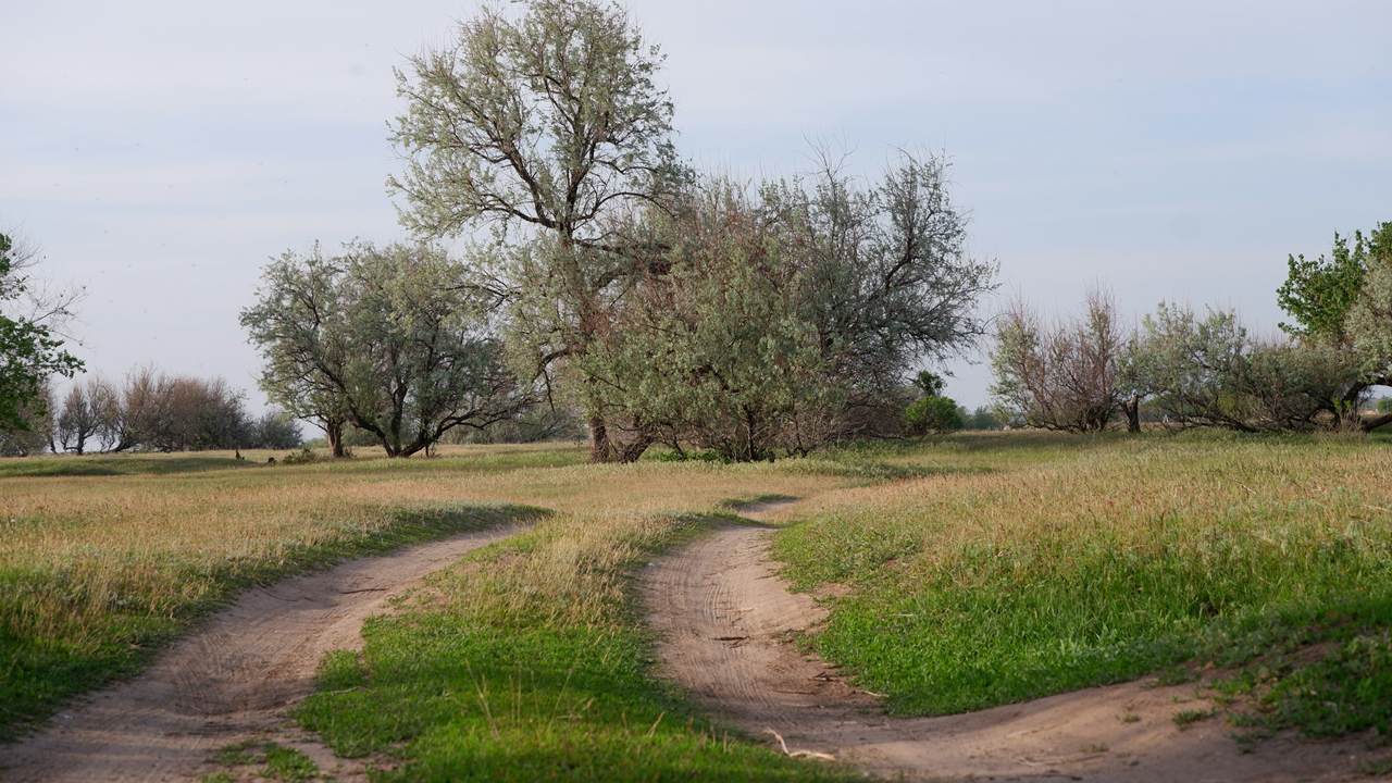 A sandy dirt track splits into two paths in a grassy meadow, with silver-leaved trees under a pale sky.