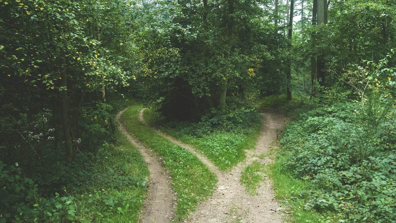 A dirt track in a green forest splits into two paths that lead off in different directions.