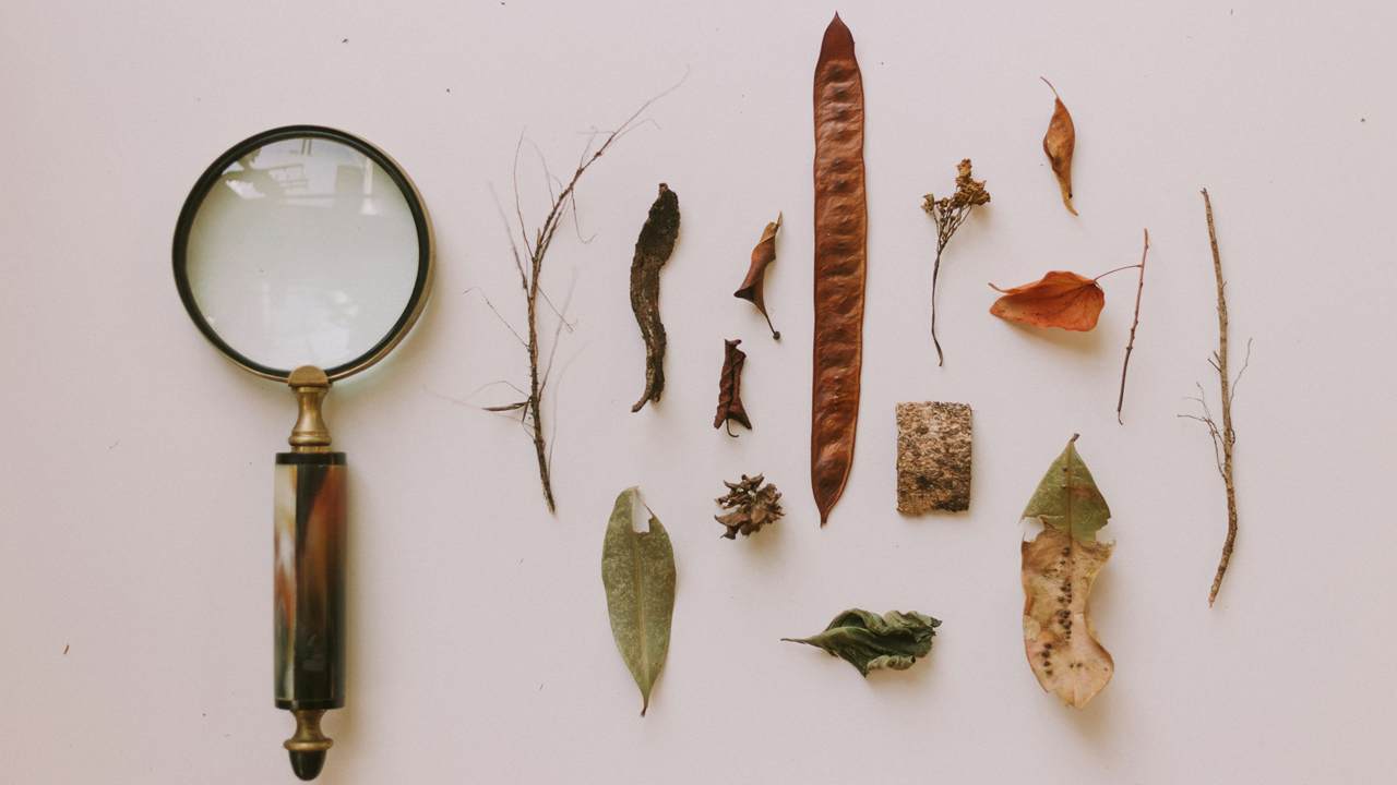 A brass-handled magnifying glass lies beside dried leaves, seed pods and twigs arranged in neat rows on a pale surface.