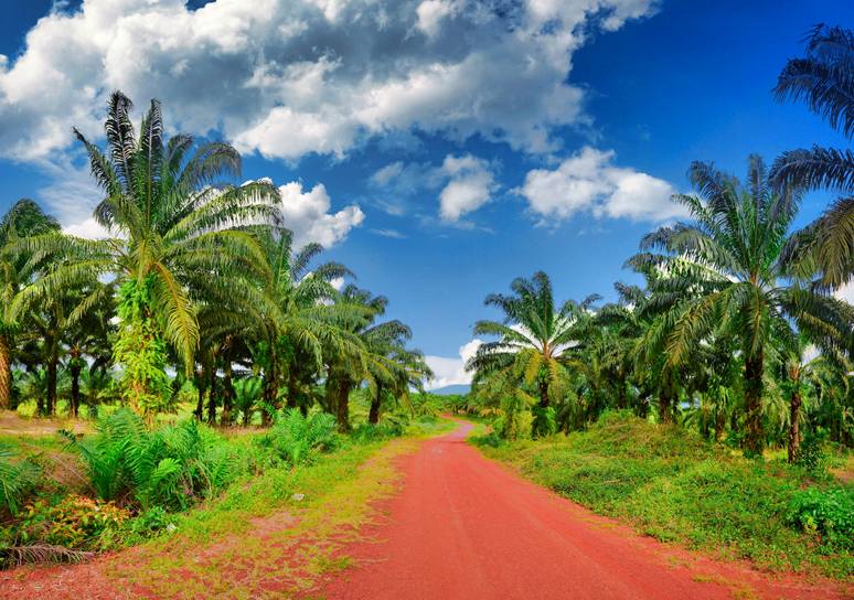 A red dirt road running between rows of oil palms under a blue sky with white clouds.